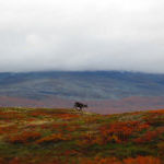 Nuorti! Seven Senses on the Land